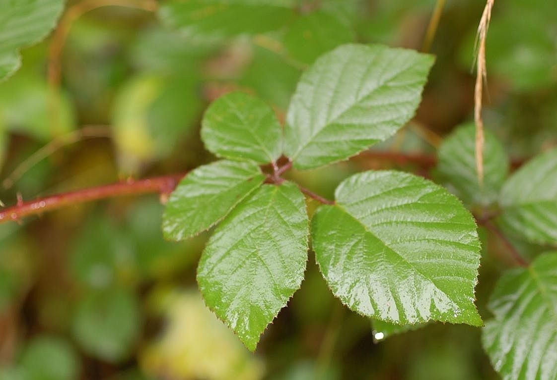 Rubus salisburgensis leaf