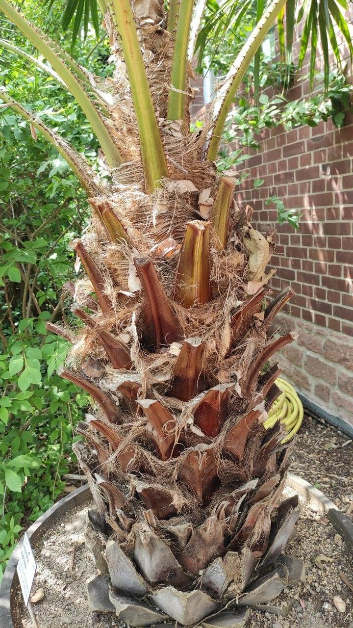 Livistona australis bark