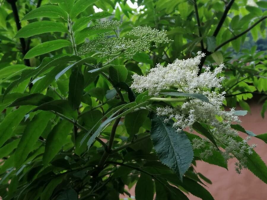 Sambucus palmensis flower