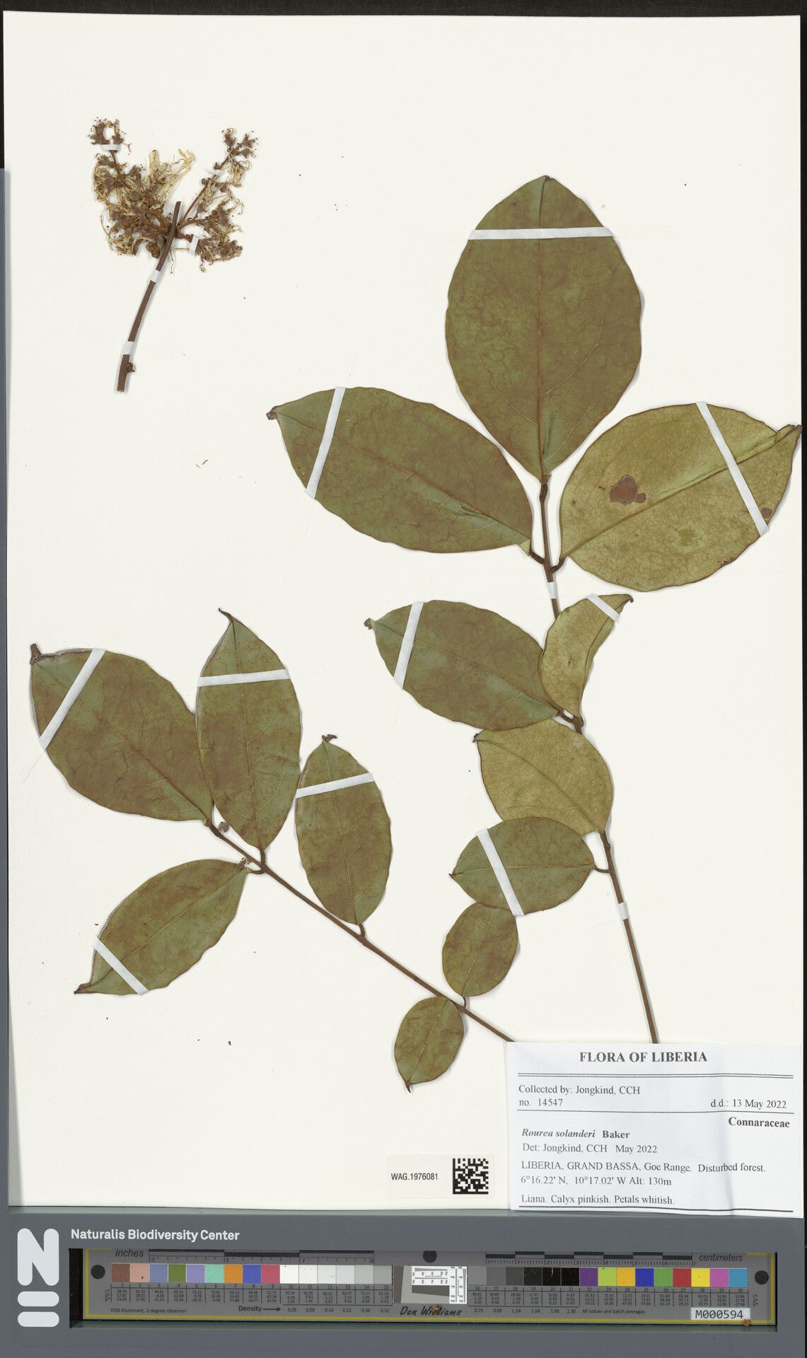 Rourea solanderi — houseplant care guide