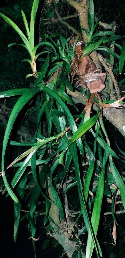 Maxillaria lutescens leaf