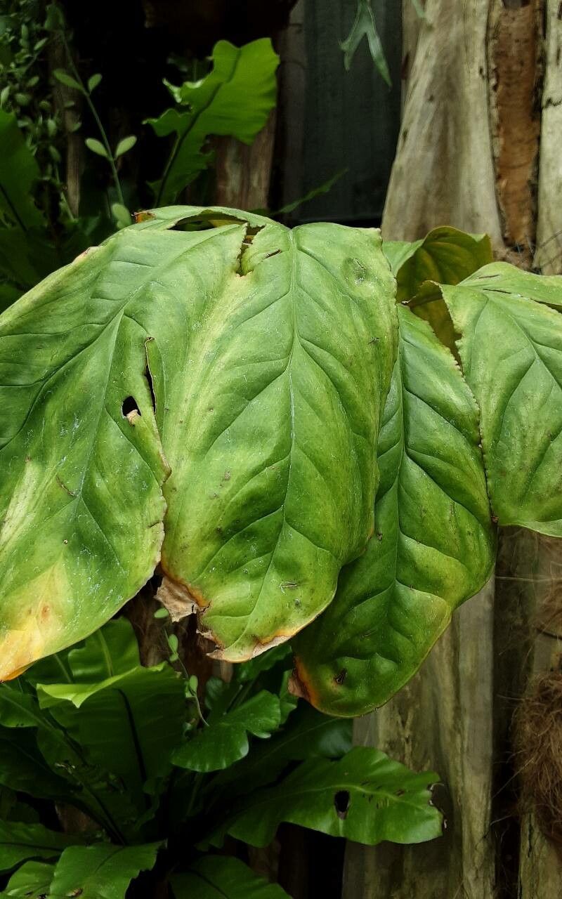 Cercestis mirabilis — search result for 'Mirabilis'