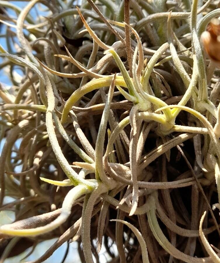 Tillandsia retorta — houseplant care guide