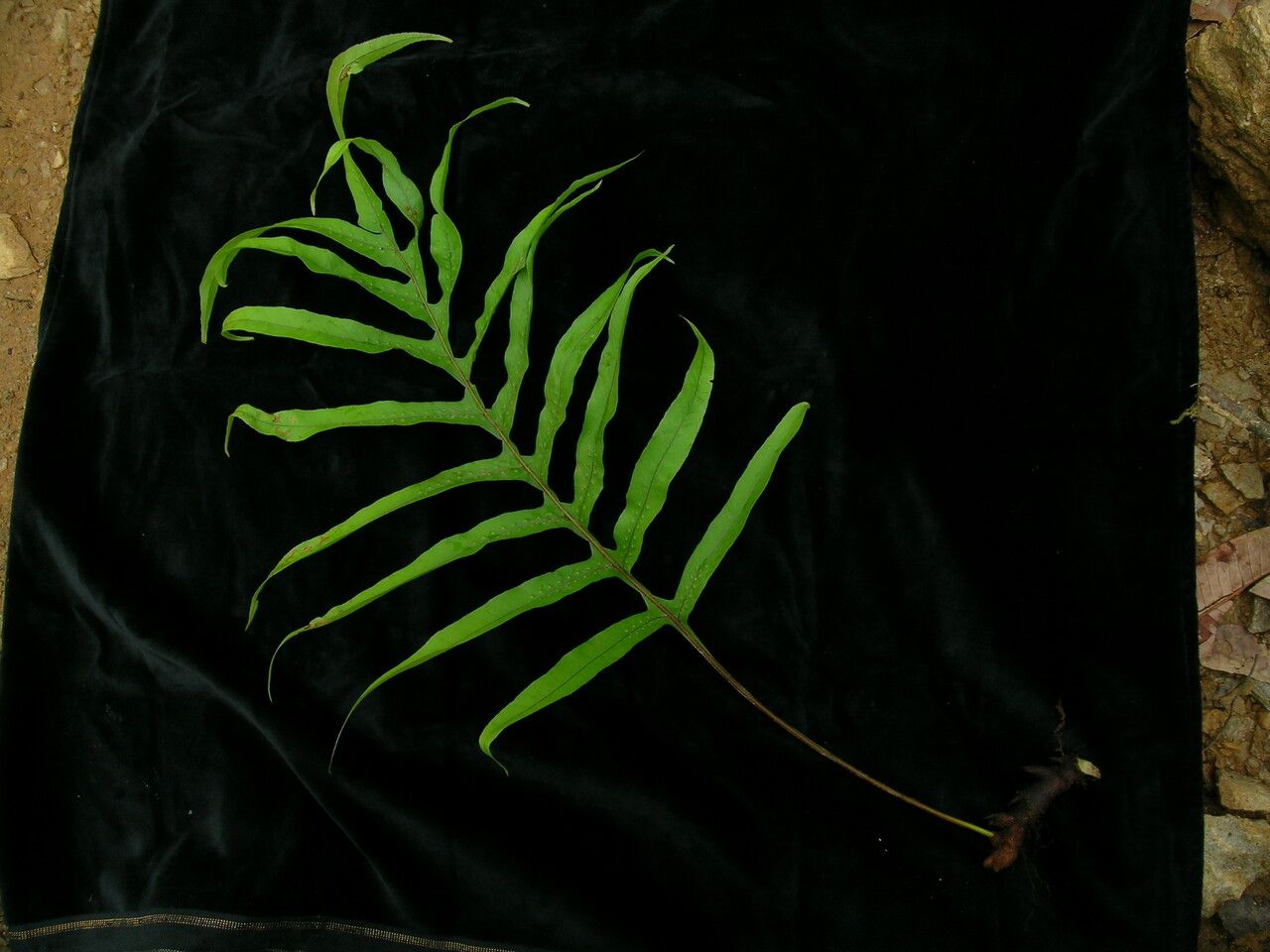 Drynaria propinqua — search result for 'Drynaria'