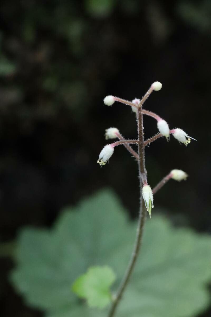Tiarella polyphylla