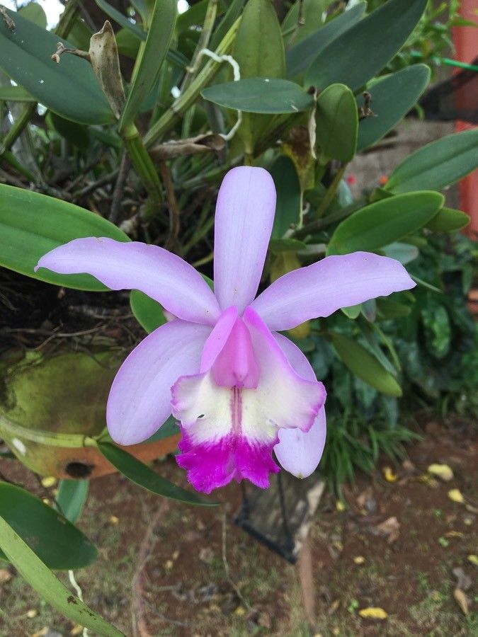 Cattleya loddigesii flower