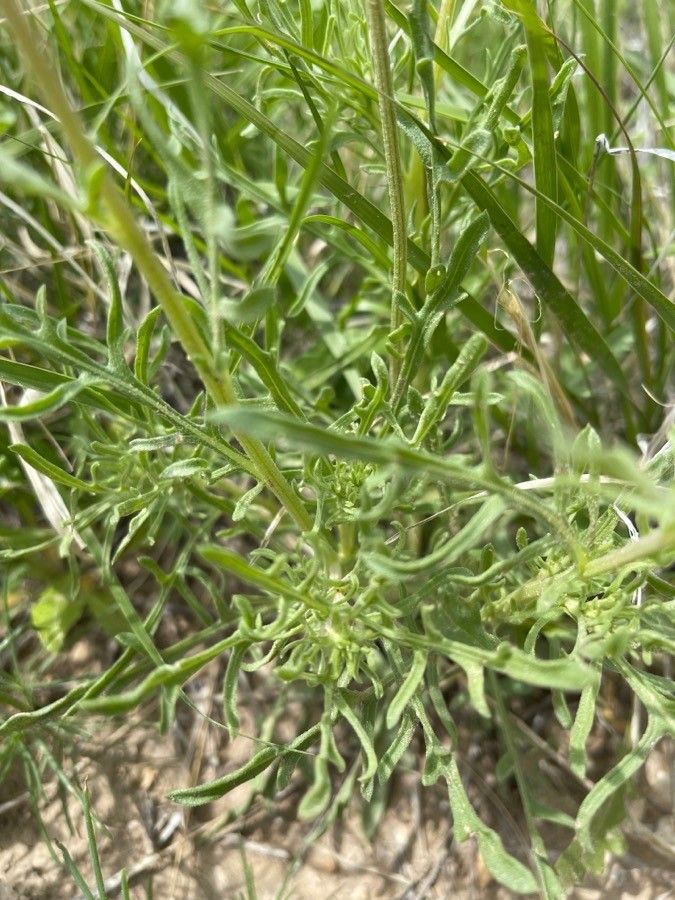 Gaillardia pinnatifida leaf