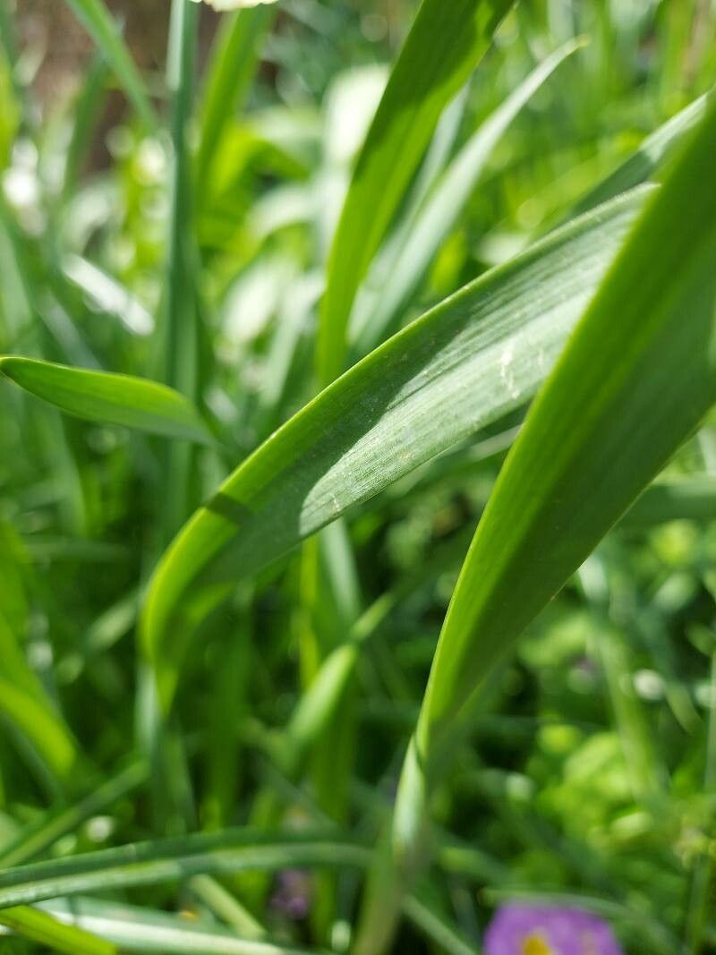 Narcissus × medioluteus leaf