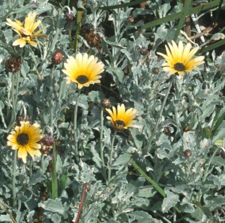 Arctotis auriculata — related species from the same genus