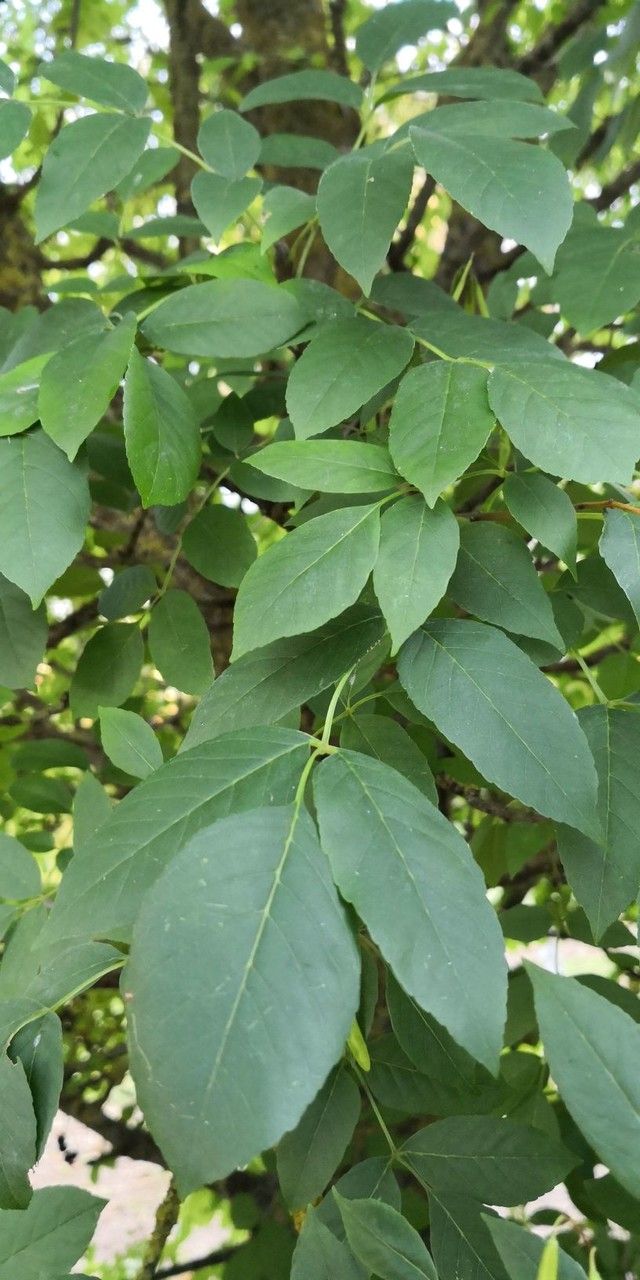 Fraxinus bungeana — search result for 'Fraxinus'