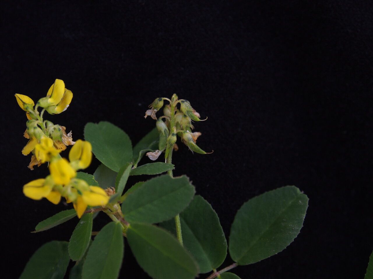 Trigonella emodi habit