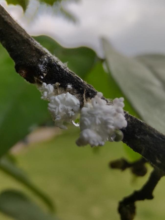 Cedrela fissilis flower