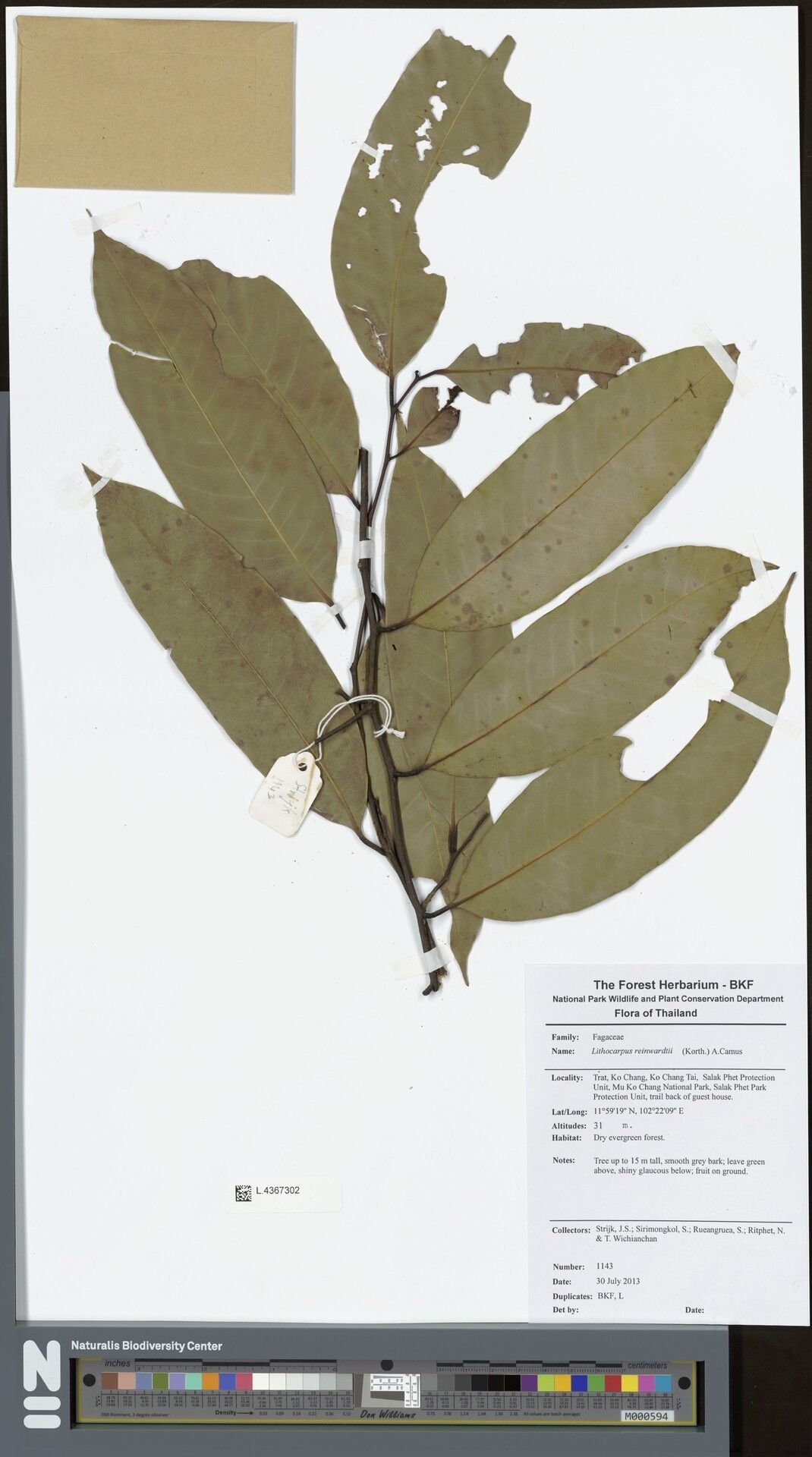 Lithocarpus reinwardtii — houseplant care guide