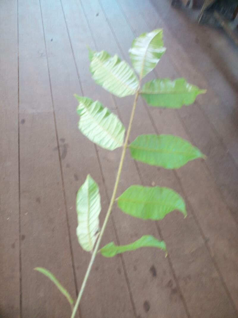 Tapirira obtusa — search result for 'Anacardiaceae'