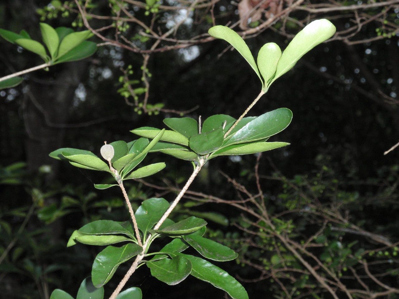 Pittosporum coccineum — search result for 'Pittosporum'