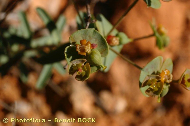 Euphorbia nevadensis fruit