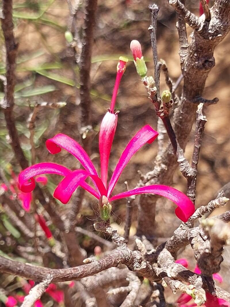 Turraea boivinii flower