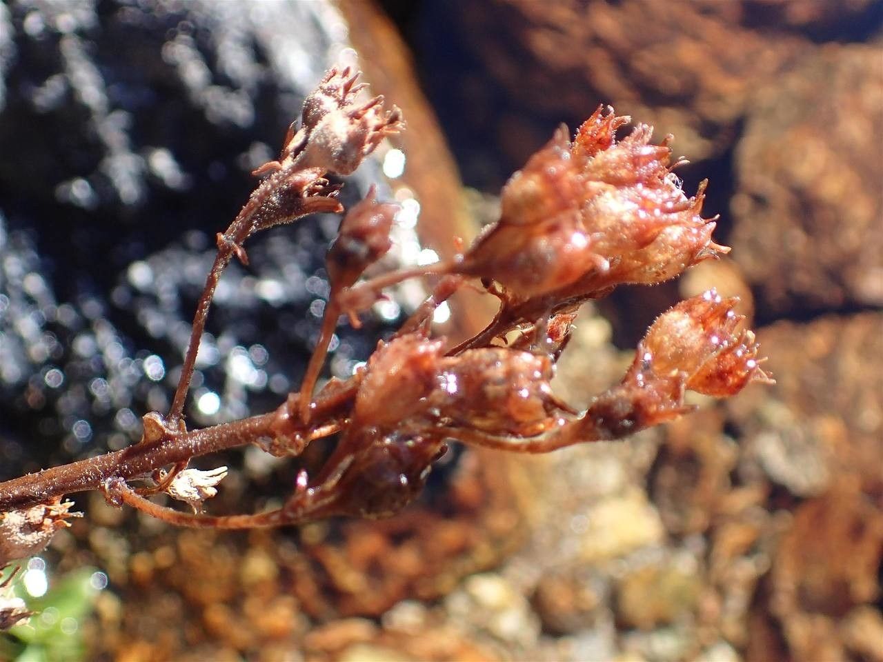 Saxifraga aquatica fruit