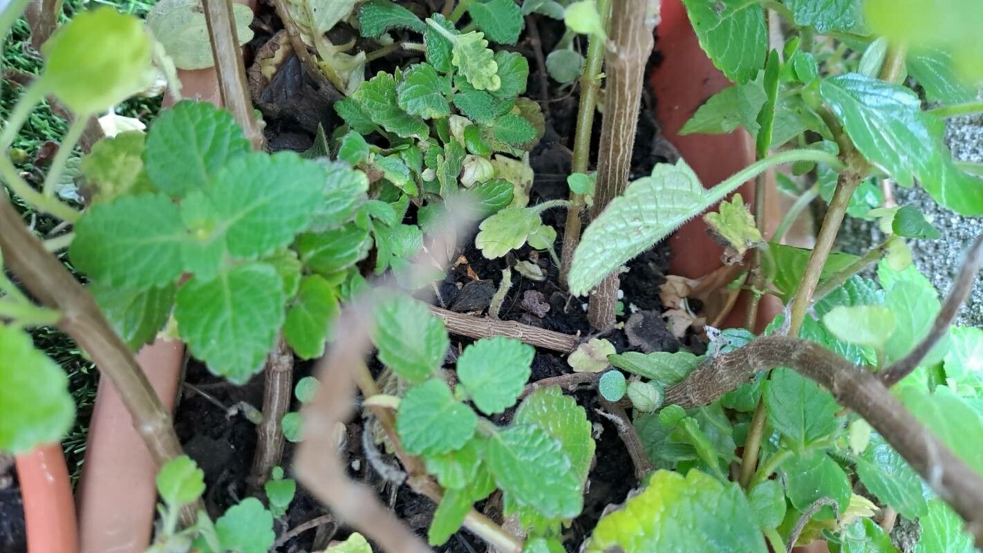 Coleus forsteri fruit