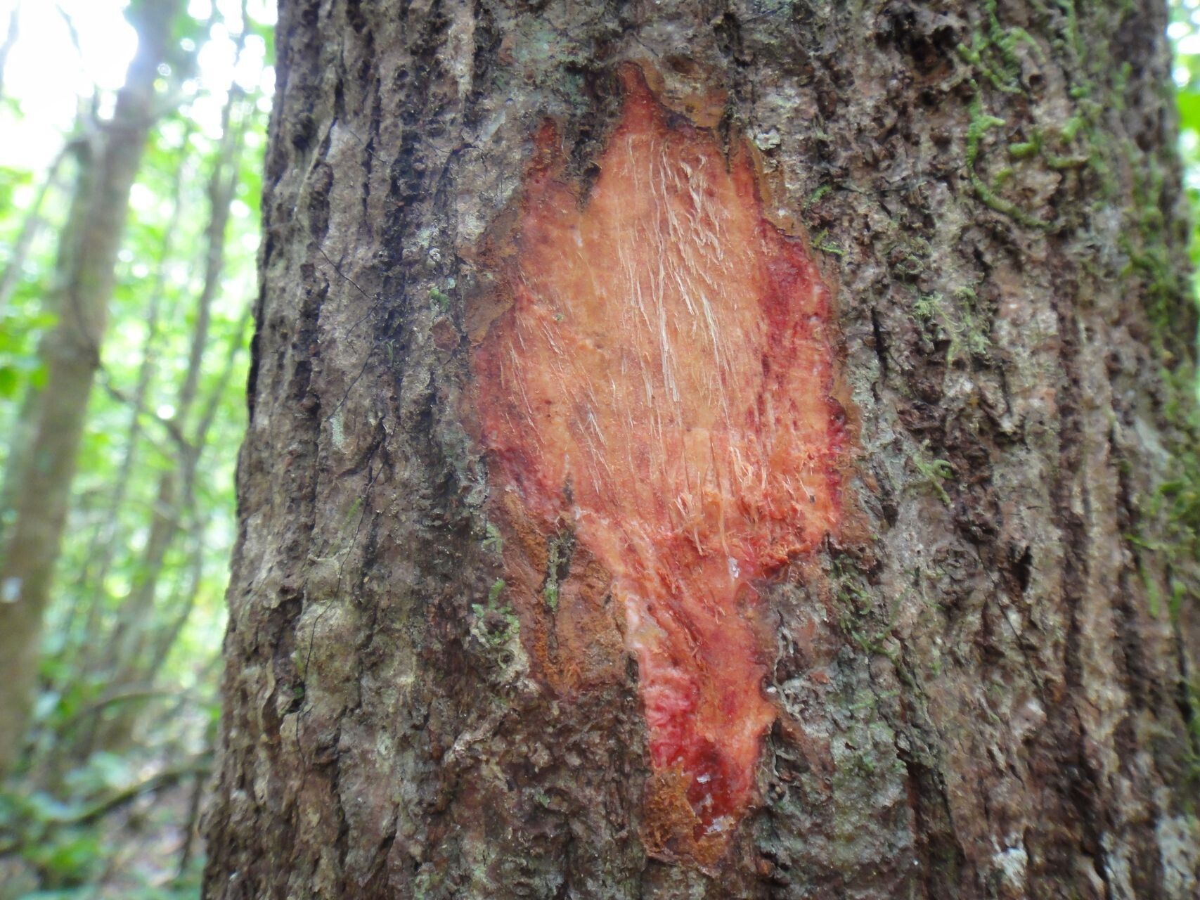 Acropogon schistophilus bark