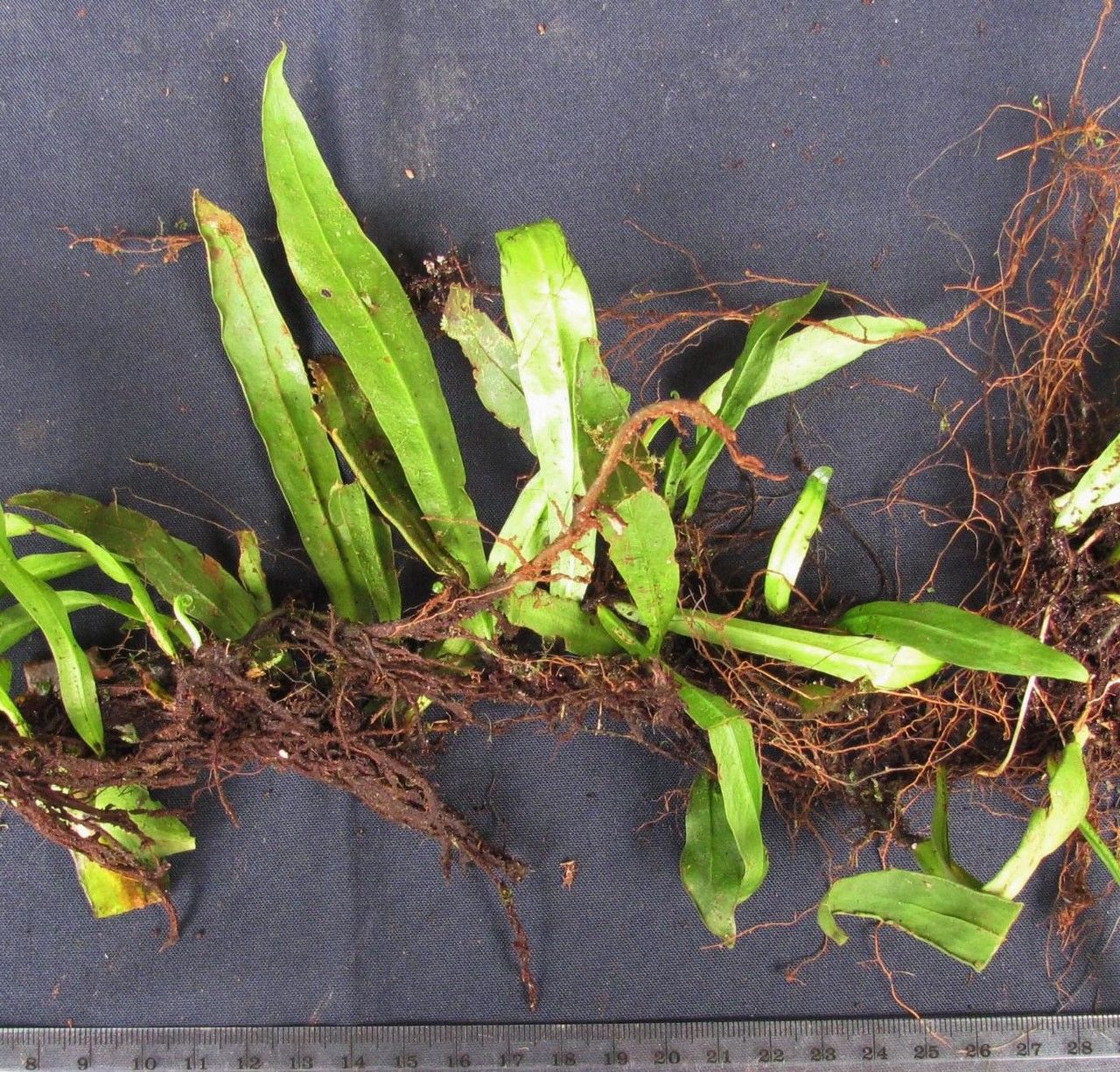 Loxogramme mexicana other