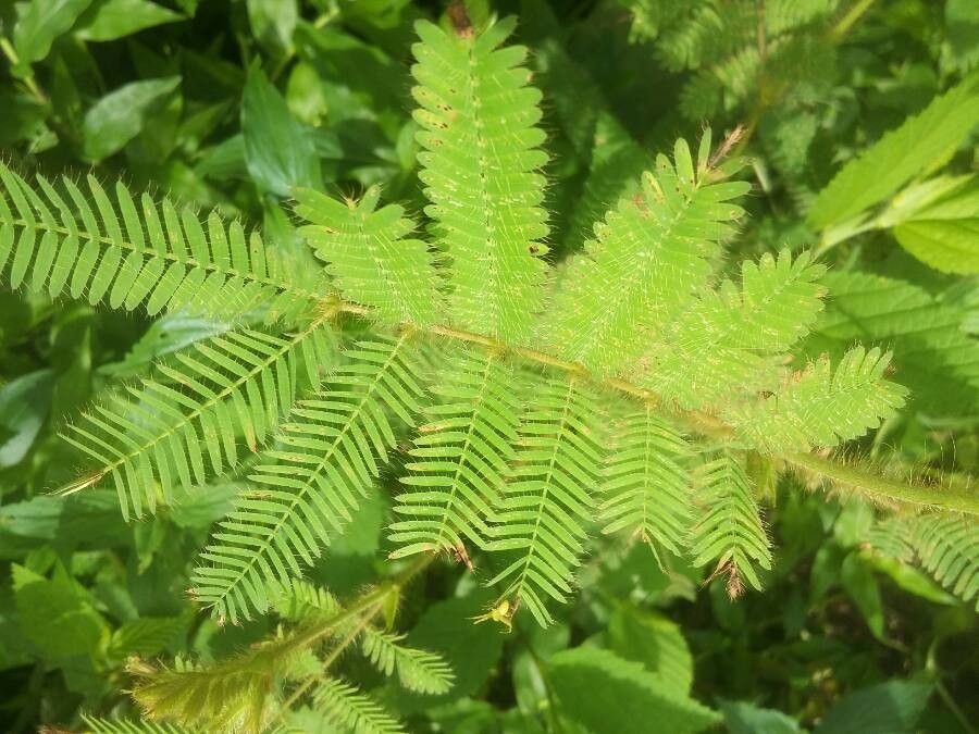 Mimosa tarda — search result for 'Mimosa'