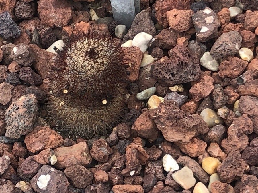 Mammillaria rekoi