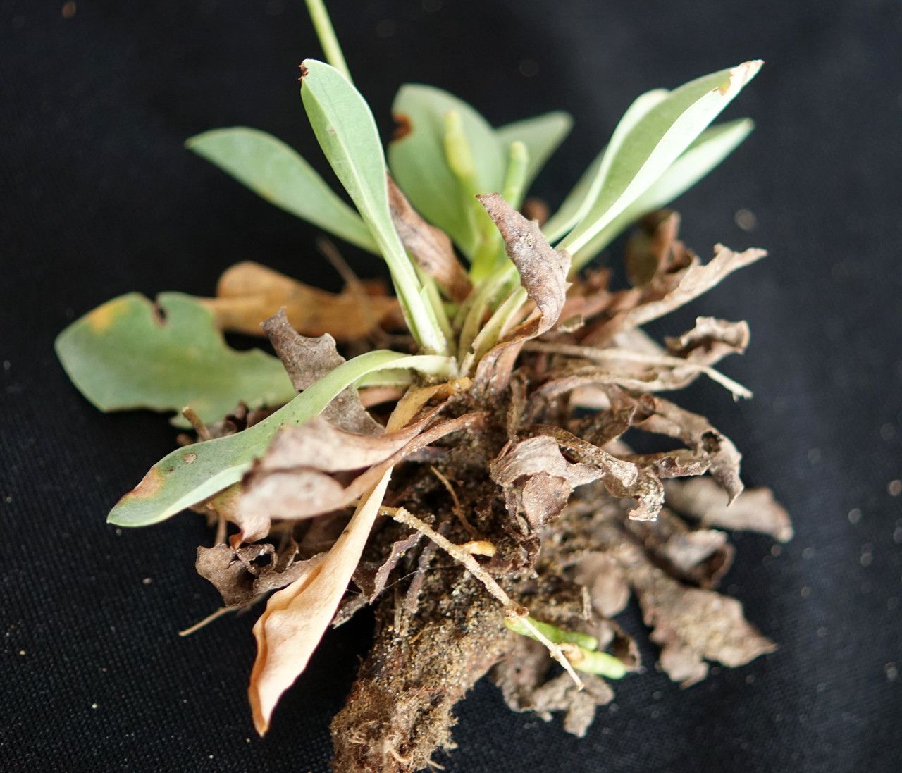 Limonium girardianum leaf