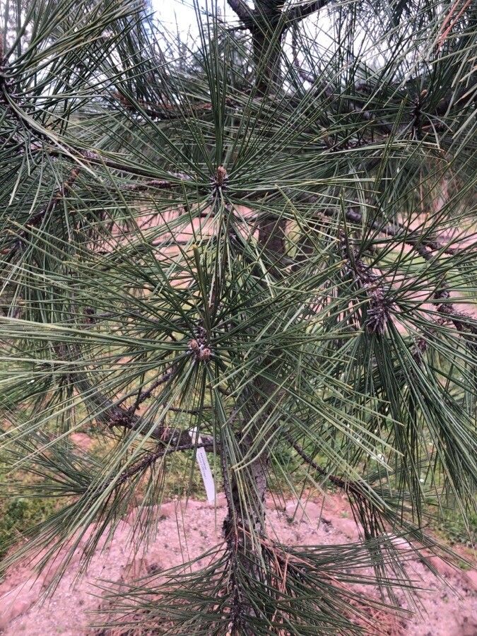 Pinus ponderosa leaf
