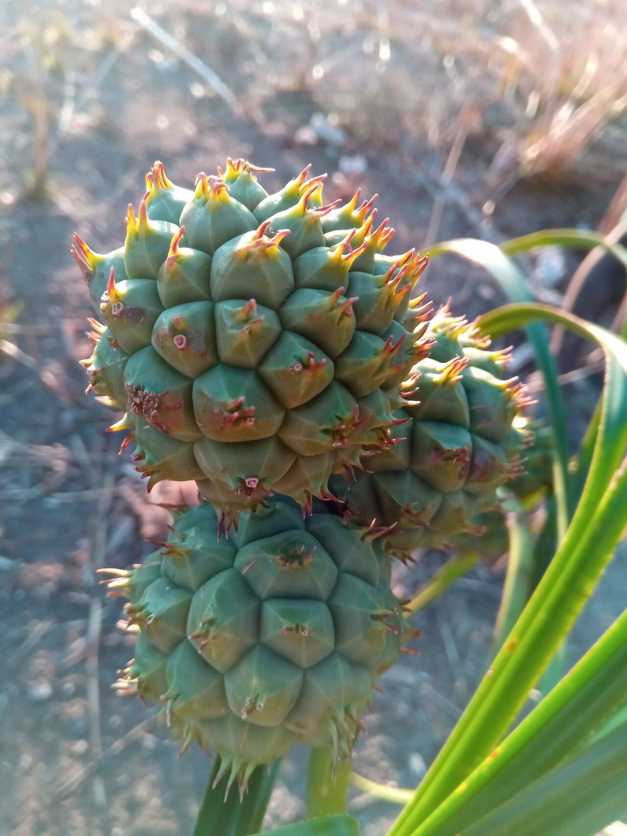 Pandanus andringitrensis — houseplant care guide