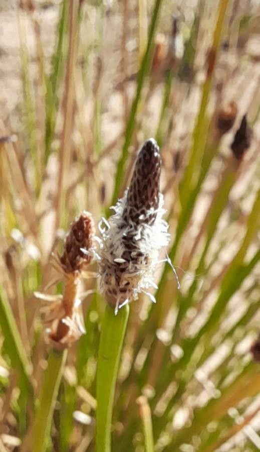 Eleocharis contracta flower