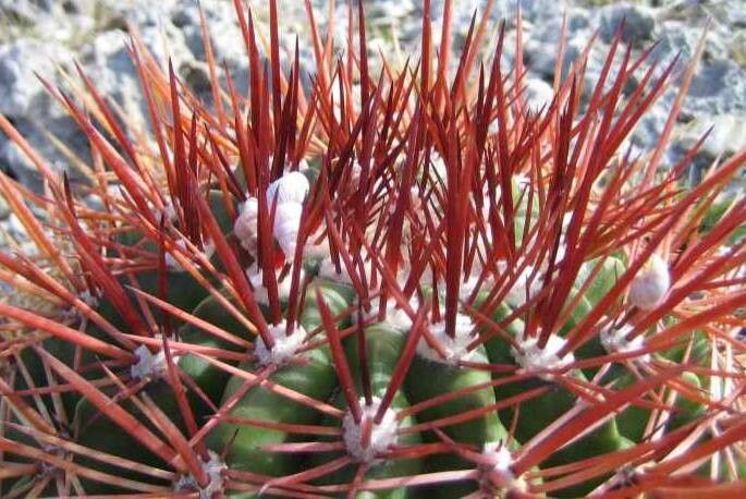 Melocactus macracanthos — houseplant care guide