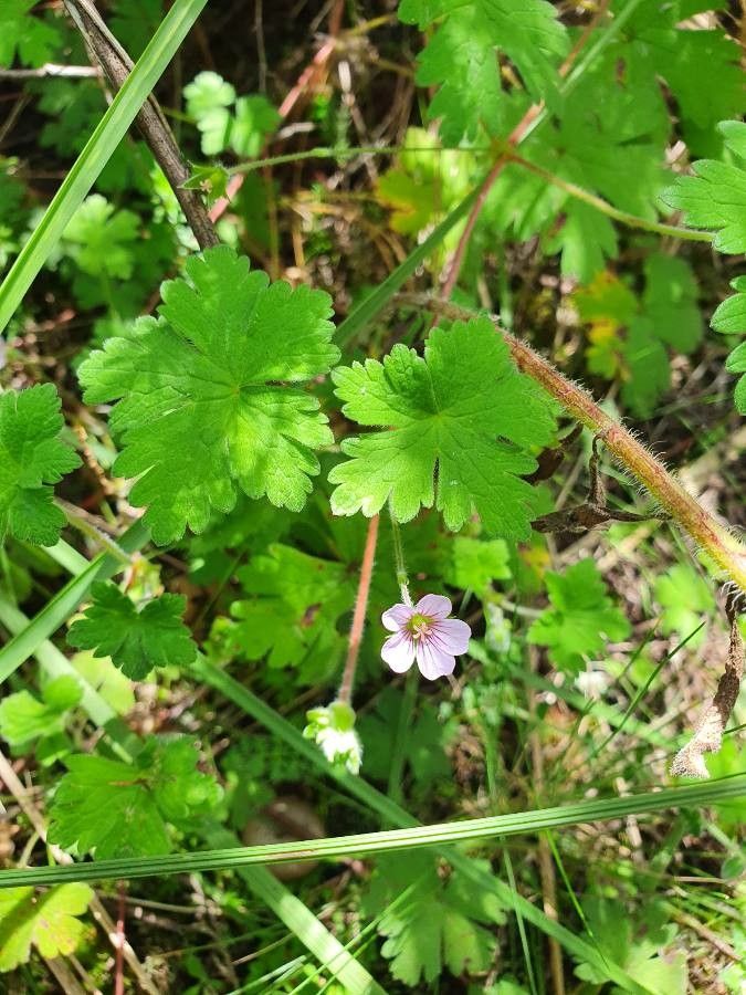 Geranium aculeolatum habit