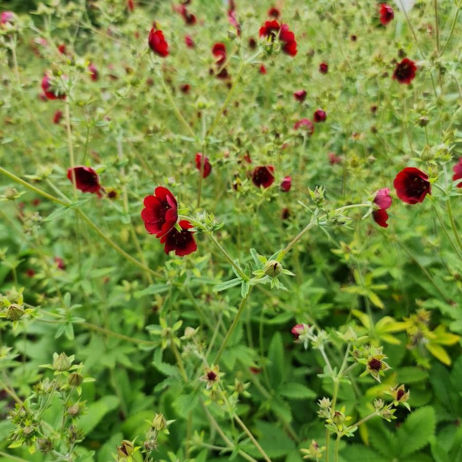Potentilla thurberi other
