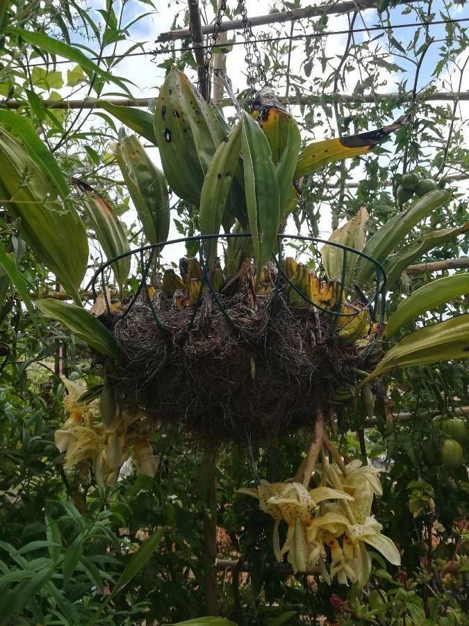 Stanhopea wardii leaf