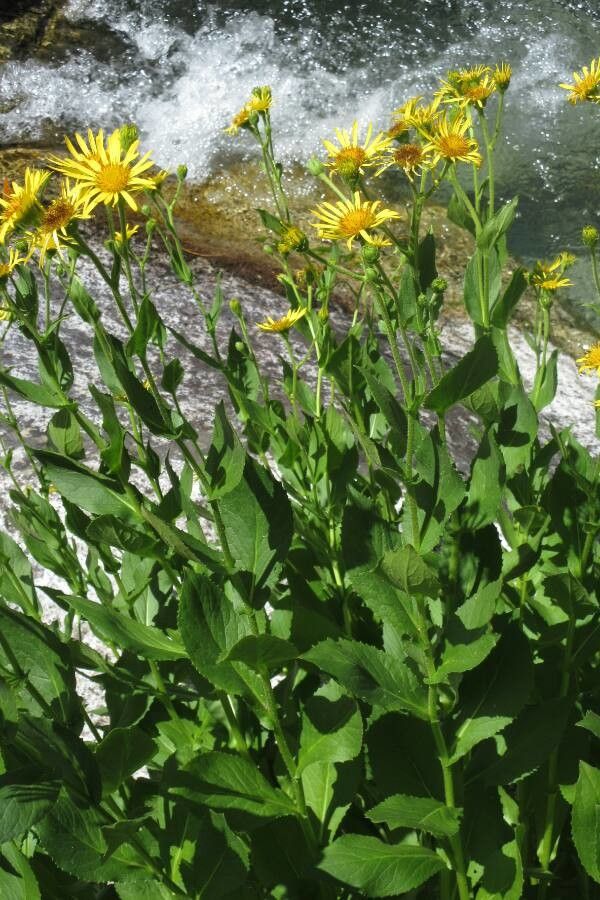 Doronicum corsicum leaf