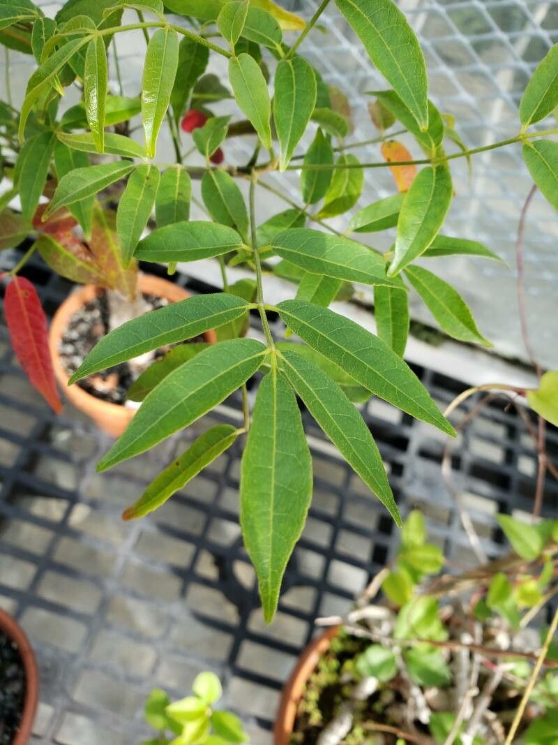 Commiphora aprevalii — related species from the same genus