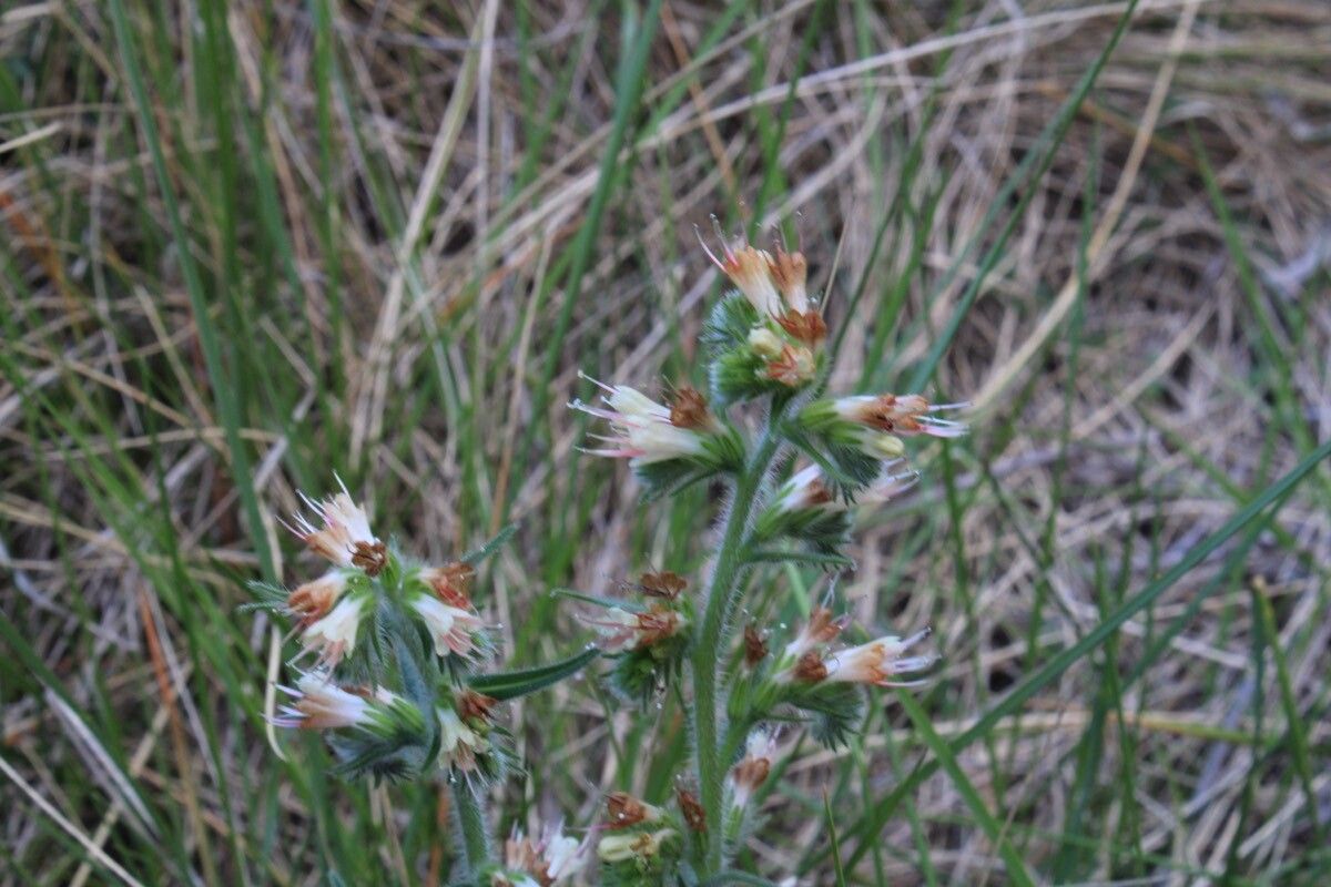 Echium flavum flower