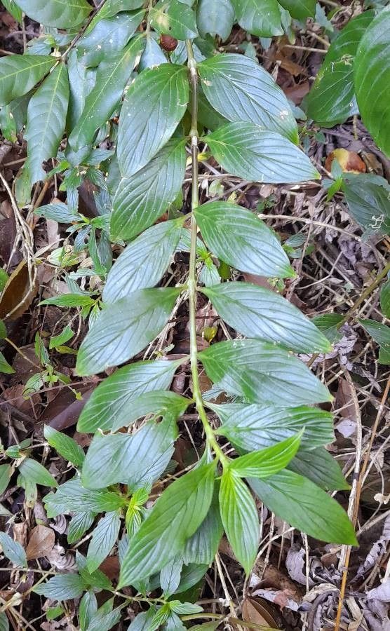Spermacoce valens leaf