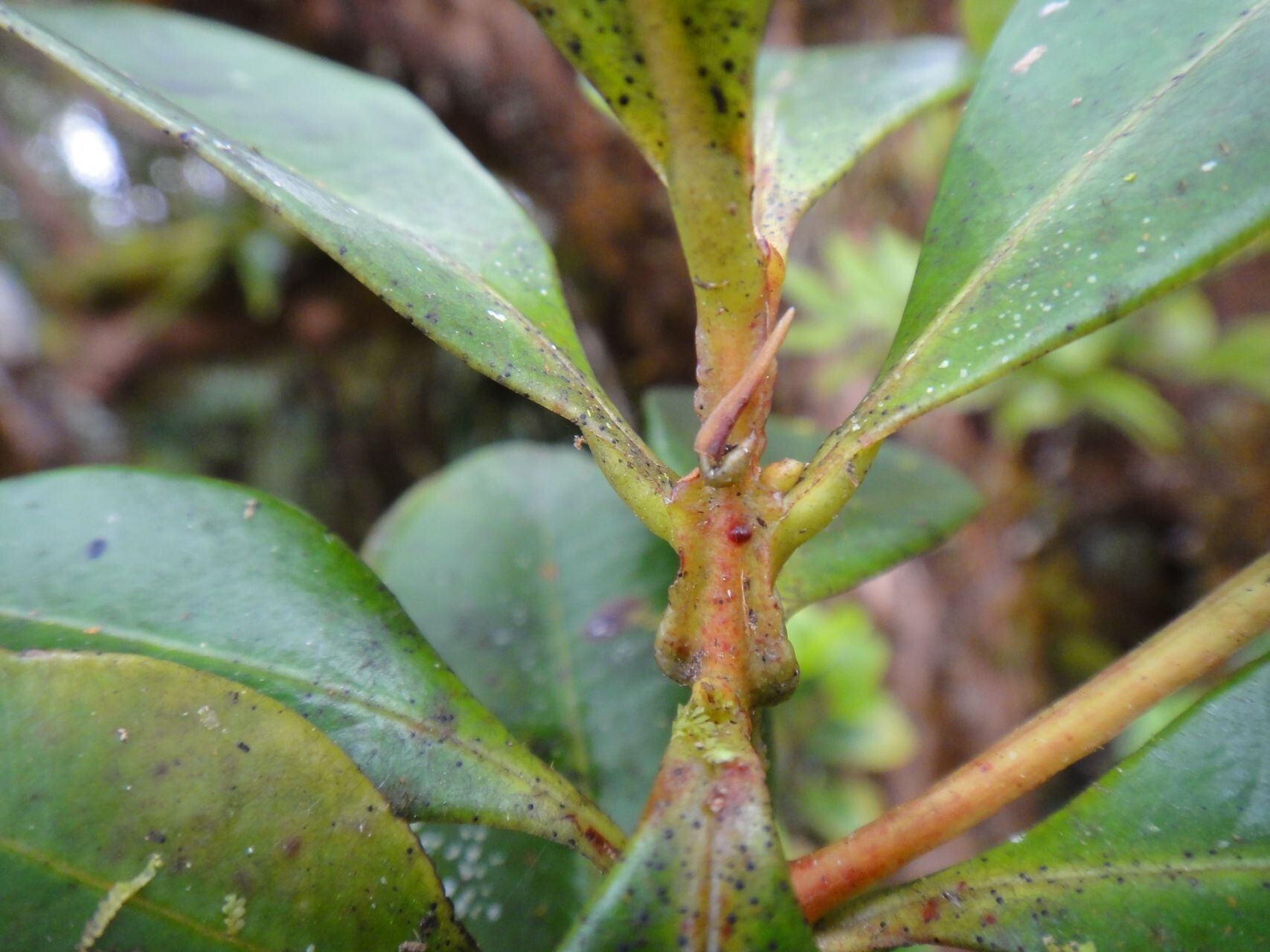 Syzygium tripetalum leaf