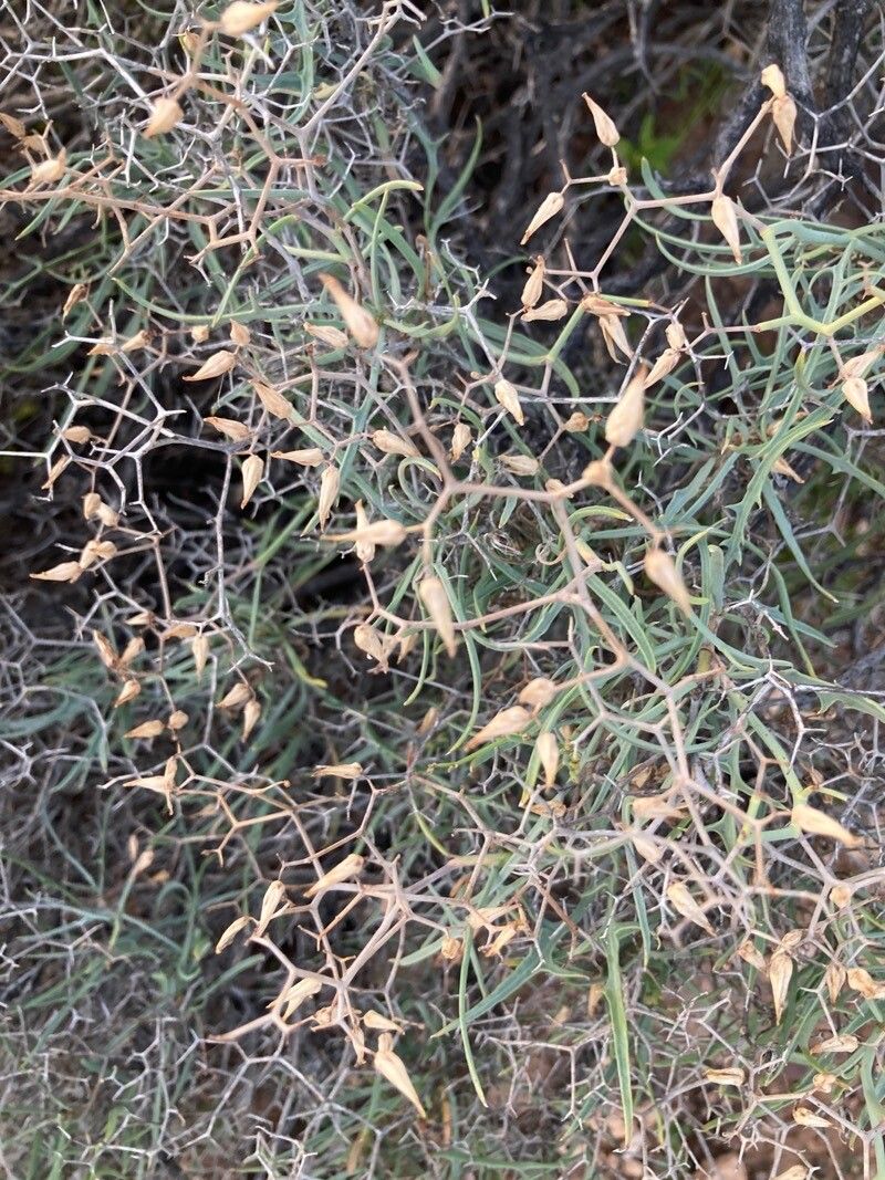 Launaea lanifera flower