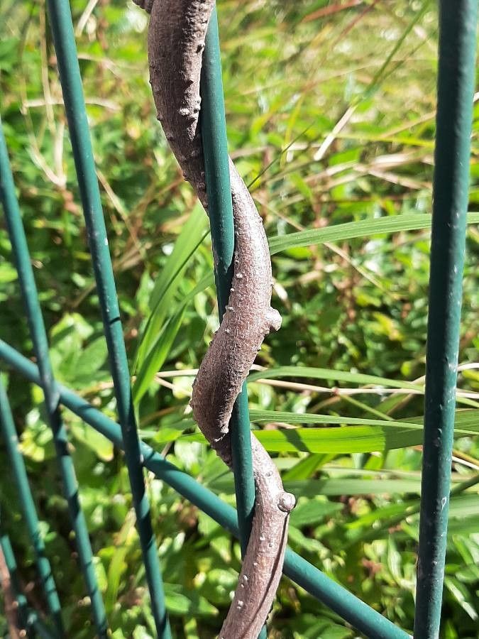 Cissus rotundifolia bark