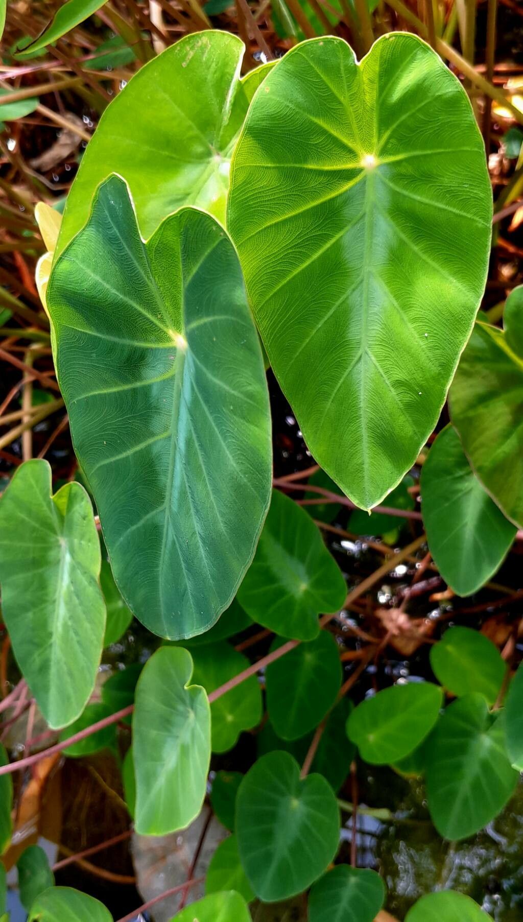 Colocasia fallax