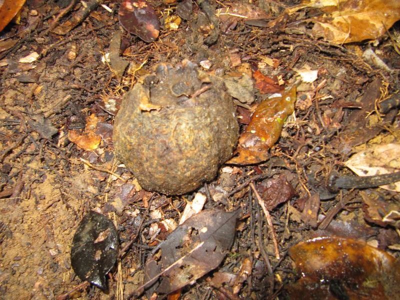 Couratari multiflora fruit