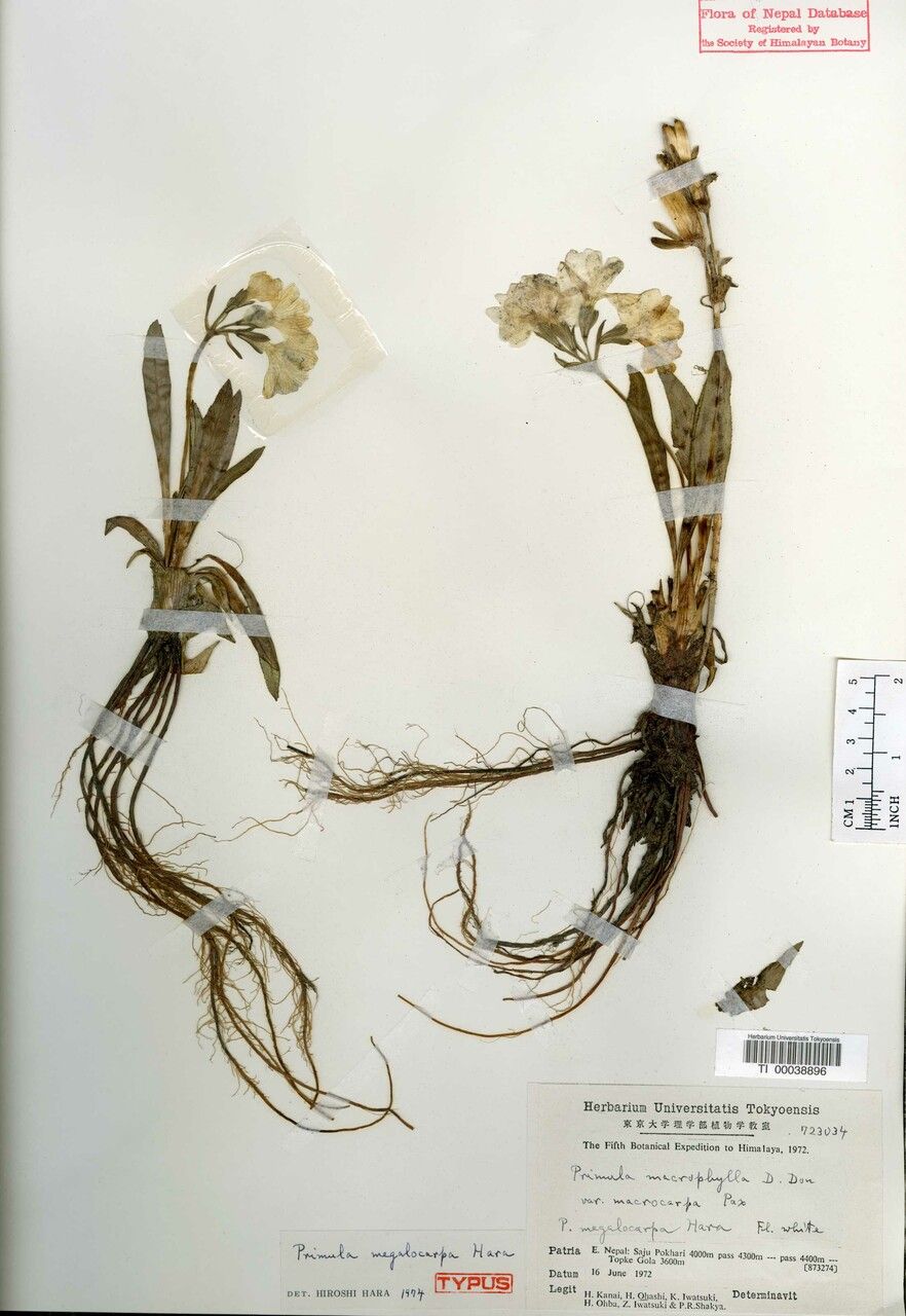 Primula megalocarpa other