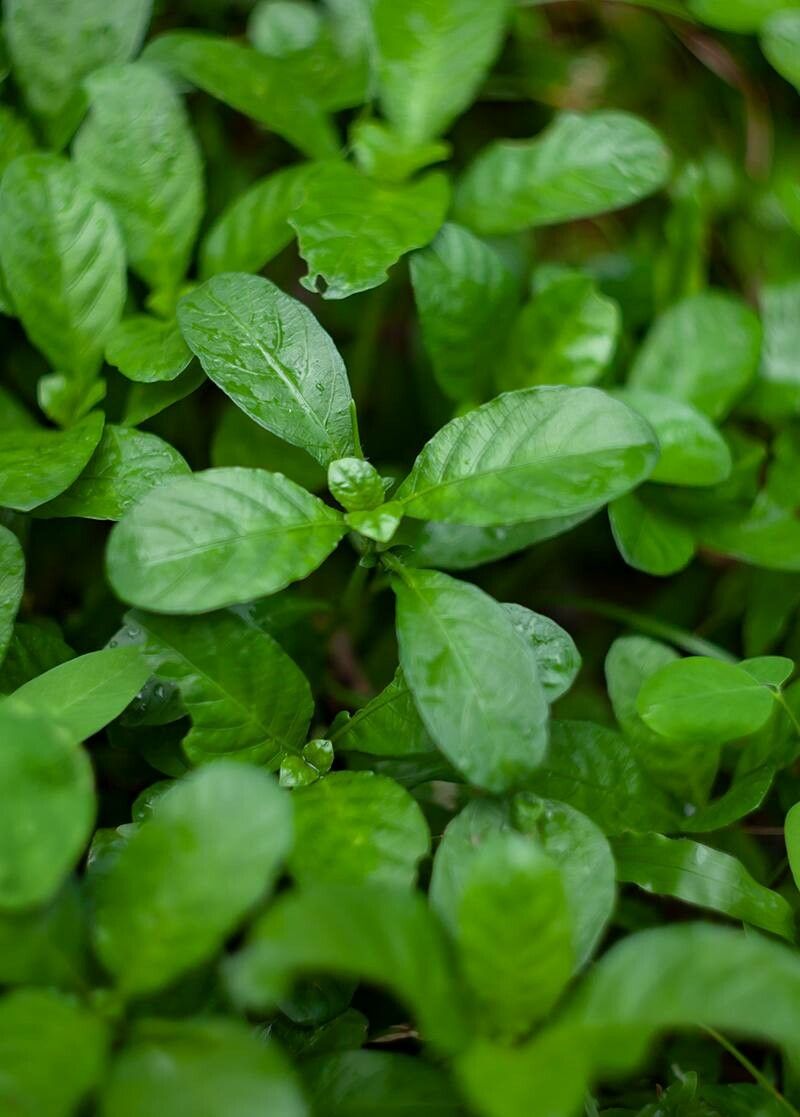 Hygrophila ringens leaf
