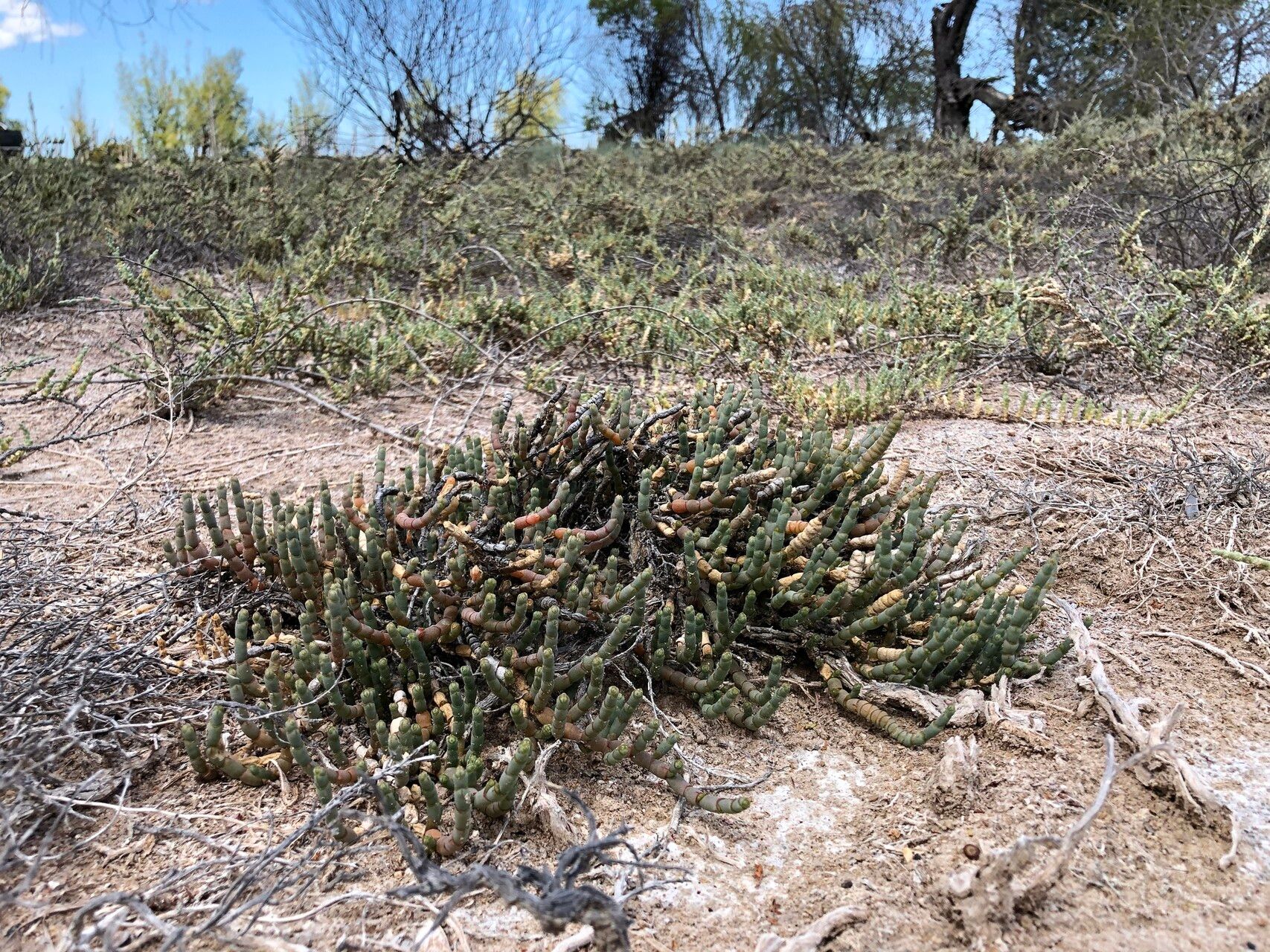 Salicornia pachystachya habit