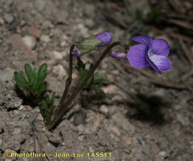 Viola pinnata habit