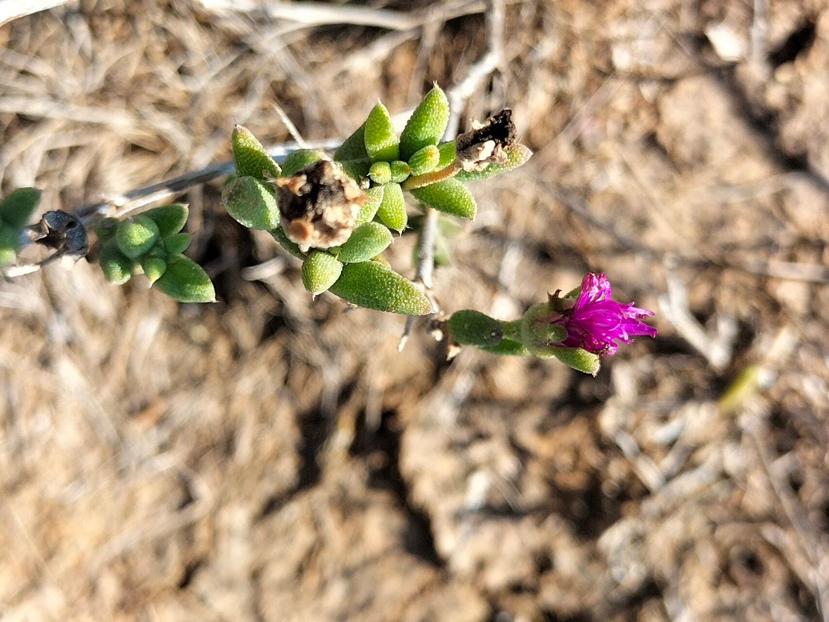 Trichodiadema pomeridianum flower