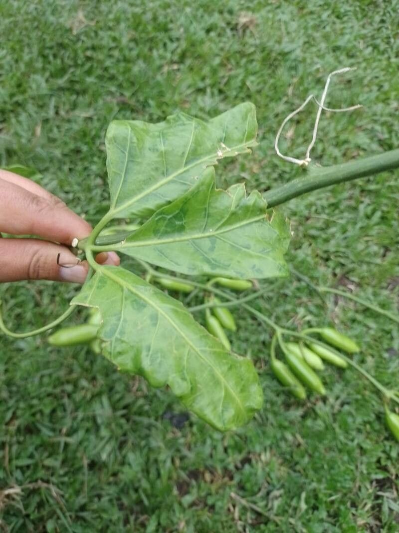 Psiguria triphylla — related species from the same genus